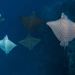 School of spotted eagle ray