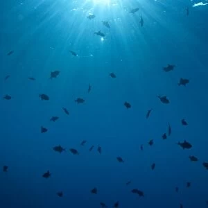 School of triggerfish in open water