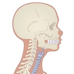 Skull and neck bones, artwork