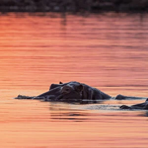 Adult hippopotamusus (Hippopotamus amphibius), bathing at sunset in Lake Kariba, Zimbabwe