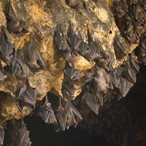 Bats on roof of cave chamber inside Purah Goa Lawah, Hindu Bat Temple cave, eastern Bali, Indonesia, Southeast Asia, Asia