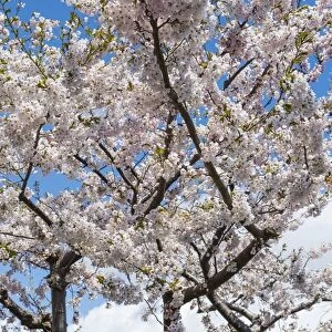 Blooming cherry tree, Motomachi district, Hakodate, Hokkaido, Japan, Asia