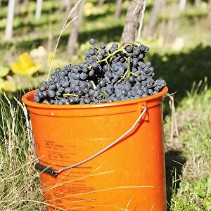 Bucket of wine grapes, Grape Harvest, Esslingen, Baden Wurttemberg, Germany