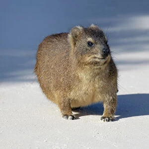 Hyrax (Procavia capensis) on white sand, Boulder's Beach, Cape Town, South Africa, Africa