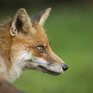 Red fox head portrait, Suffolk, England, United Kingdom, Europe