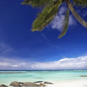 Rocks and palm tree on tropical beach, Seychelles, Indian Ocean, Africa