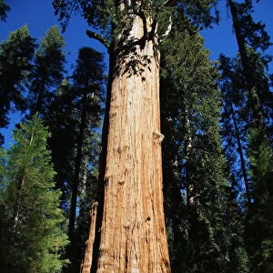 Tourists dwarfed by the General Sherman Sequoia Tree