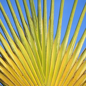 Travelers palm, Bonaire, Netherlands Antilles, Caribbean, Central America