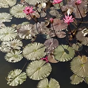 Water lilies Goa