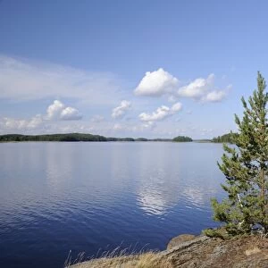 Young Scots pine trees (Pinus sylvestris) growing near rocky shore of Lake Saimaa, near Savonlinna, Finland, Scandinavia, Europe