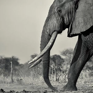 Black and white photo bull African elephant walking in the setting sun, Serengeti