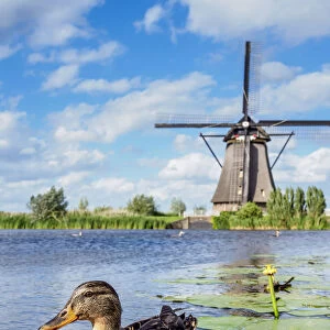 Duck and Windmill in Kinderdijk, UNESCO World Heritage Site, South Holland, The