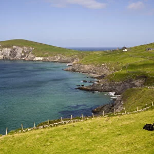 Dunmore Head, Dingle Peninsula, County Kerry, Munster, Republic of Ireland
