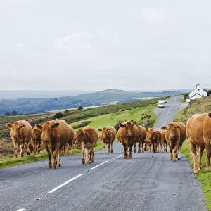 England, Devon, Dartmoor, Cattle on Road