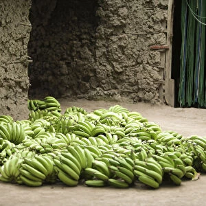 Green bananas, Mto wa Mbu village, Tanzania