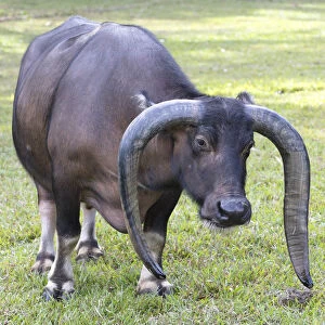 Long horned bull, Vinales, Cuba