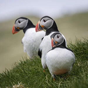 Puffins standing on the grass. Mykines, Faroe Islands