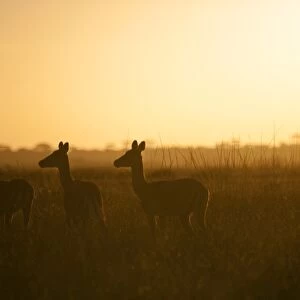Tanzania, Serengeti. A small herd of impala alert in the early morning mist