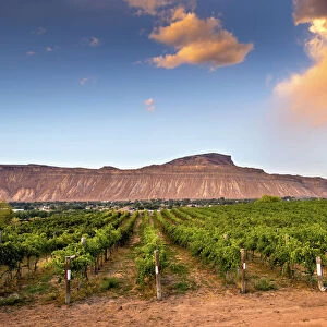 USA, Colorado, Mesa County, Town Of Palisade In Western Colorado, Wine Vineyard In