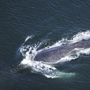 Aerial view of adult humpback Whale (Megaptera novaeangliae) surfacing off Chichagof Island in Southeast Alaska, USA. Pacific Ocean