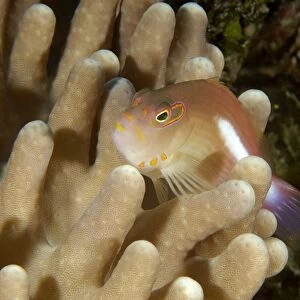 Arc-eye hawkfish, Paracirrhites arcatus, on stiff finger coral, Lobophytum sp. Namu atoll, Marshall Islands (N. Pacific)