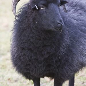 A black sheep