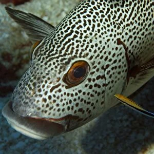 Dotted sweetlips, Plectorhinchus picus, being cleaned by bluestreak cleaner wrasse, Labroides dimidiatus, Namu atoll, Marshall Islands (N. Pacific)