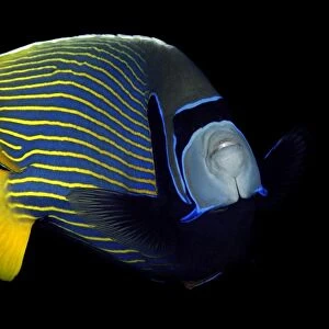 Emperor angelfish, Pomacanthus imperator, Namu atoll, Marshall Islands (N. Pacific) (rr)