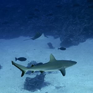 Gray reef shark, Carcharhinus amblyrhynchos, and spotted eagle ray, Aetobatus narinari, Namu atoll, Marshall Islands (N. Pacific)