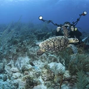Hawksbill Turtle (Eretmochelys imbriocota), swimming over coral reef with underwater photographer in background, Cayman Brac, Cayman Islands, Caribbean