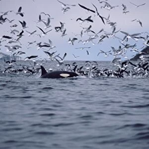 Killer whale (Orcinus orca) surfacing near a shoal of herring also being attacked by numerous gulls. Tysfjord, northern Norway