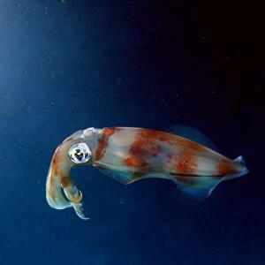 Oval squid (Sepioteuthis lessoniana). Sea Cave, Oahu, Hawaii (N. Pacific) (rr)