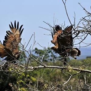 Savanna hawk, Heterospizias meridionalis, charging at each other, Miranda, Pantanal, Mato Grosso do Sul