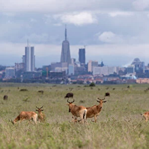 The Nairobi skyline is seen in the background as Hartebeests graze at the Nairobi