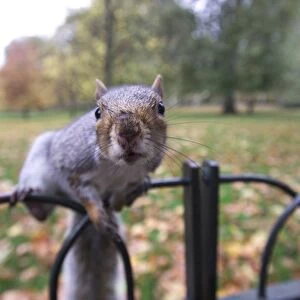 Grey Squirrel St James Park London