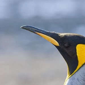 King Penguin Aptenodytes patagonicus adult Gold Harbour South Georgia November
