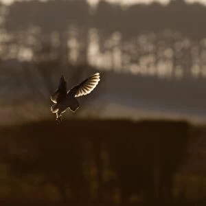 Barn Owl (Tyto alba) adult, in flight, hunting at dusk, North Norfolk, England, january