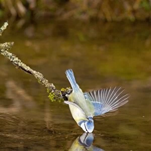 Blue Tit (Parus caeruleus) adult, drinking, using wings for balance, perched on twig over water with reflection, Suffolk, England, february