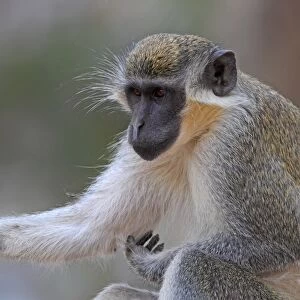 Callithrix Monkey (Cercopithecus sabaeus) adult, scratching arm, Western Division, Gambia, march
