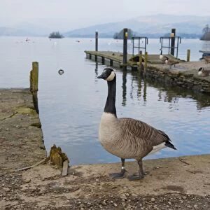 Canada Goose (Branta canadensis) introduced species, adults, standing on jetty at edge of lake, Bowness on Windermere