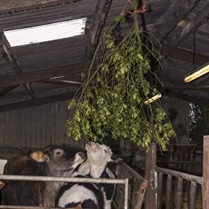 Cattle farming, crossbred dairy calves, standing in straw pen with holly branches hanging to help prevent ringworm