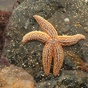 Common Starfish (Asterias rubens) adult, under rock on beach at low tide, Mounts Bay, Marazion, Cornwall, England