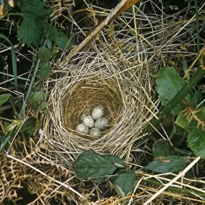 Common Whitethroat (Sylvia communis) Nest and eggs