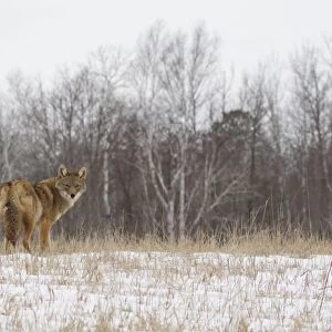 Coyote (Canis latrans) adult, looking over shoulder, standing in snow covered field, Minnesota, U. S. A