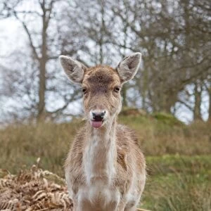 Fallow Deer (Dama dama) doe, with tongue sticking out, standing amongst bracken, Knole Park, Kent, England, february