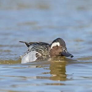 Garganey (Anas querquedula) adult male, swimming on lake, Norfolk, England, April