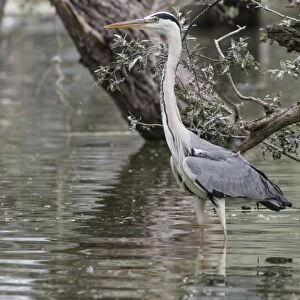 Grey Heron standing in water near willow tree, fishing