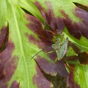 Hawthorn Shieldbug (Acanthosoma haemorrhoidale) adult, resting on leaf, Essex, England