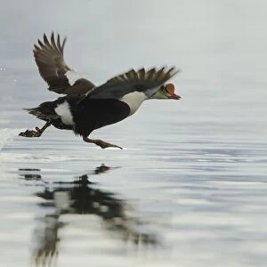 King Eider (Somateria spectabilis) adult male, taking off from sea, Svalbard, july