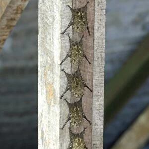 Long-nosed Bat (Rhynchonycteris naso) six adults, roosting in line on wooden beam of jetty, Sierpe River